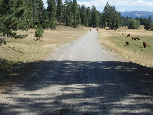 GDMBR: We arrived in the low lands; we're seeing fewer trees and more cattle.